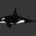 Realistic 3D Orca Model With Black And White Body Dorsal Fin And Open Mouth