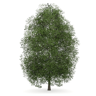 camphor tree outdoor landscape tree plant trees 3d model