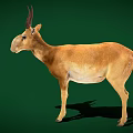 Saiga Antelope Standing On Green Background With Brown Coat Long Nose And Curved Horns