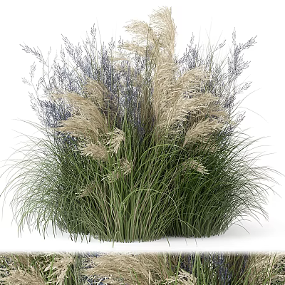 Lush Green Shrub With Dense Foliage And Evergreen Leaves For Garden Landscaping 3d model