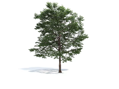 Arbor With Lush Green Foliage And Brown Trunk Casting Natural Shadow 3d model