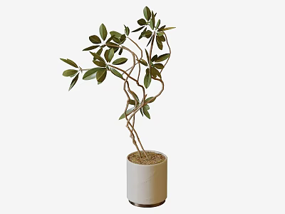 Bonsai Plant With Slender Branches And Green Leaves In White Cylindrical Pot 3d model