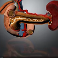 3D Anatomical Illustration of Human Organs with Vascular Structures and Internal Details