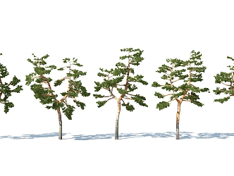 The Modern Tree 3d model