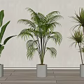 Various Types of Indoor Potted Plants in White Pots for Home Decor