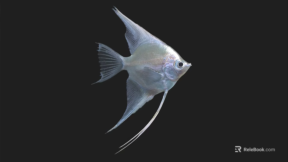 Silver Angelfish Aquatic Animal with Long Fins Against Black Background 3d model 
