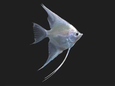 Silver Angelfish Aquatic Animal with Long Fins Against Black Background 3d model