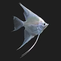 Silver Angelfish Aquatic Animal with Long Fins Against Black Background