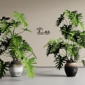 Lush Green Leafy Potted Plants With Different Colored Ceramic Pots For Indoor Decoration