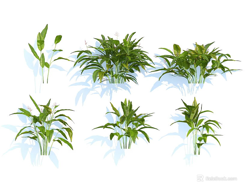Green Leafy Plants in Various Forms with Broad Leaves and Shadow Effects on White Background 3d model