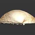 Natural Clam Shell With Light Brown Textured Surface On Black Background