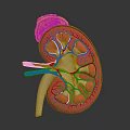 3D Human Kidney Anatomy Model With Blood Vessels Adrenal Gland And Internal Structure