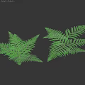 Two Fresh Green Fern Leaves Lush Healthy Plants on White Background