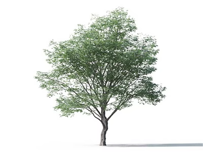 Lush Green Arbor With Dense Foliage Healthy Trunk And Natural Growth 3d model