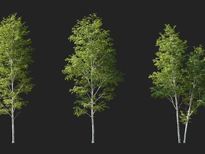 Three Green Leafy Arbor Trees With White Trunks And Different Growth Forms 3d model