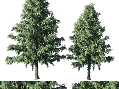 Two Tall Arbor Trees with Lush Foliage Thick Trunks on White Background and Detailed Branches 3d model
