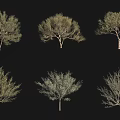 Different Tree Varieties with Various Foliage Isolated on Black Background for Design Projects 3d model