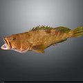 Brown Spotted Fish With Open Mouth And Yellow Fins On Dark Background
