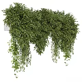 Green Hanging Garden Plants With Lush Trailing Vines And Foliage Decor