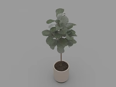 Healthy Bonsai Plant With Green Large Leaves In White Terracotta Pot 3d model