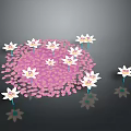 White Water Lilies With Pink Petals Floating On Pond Surface And Reflections