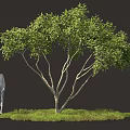 Lush Shrub Surrounded by Green Grass with Two Human Figures Nearby