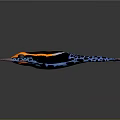 Vibrant Poison Dart Frog with Black Orange Yellow Stripes Blue Spotted Limbs on Gray Background