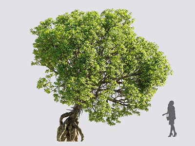 Tall Tree With Lush Green Foliage Thick Trunk And Silhouette Of Person Standing Nearby 3d model