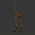 Detailed Ostrich Skeleton Display With Gray Background And Exhibition Setting