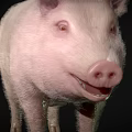 Cute Pink Pig Standing Against Black Background In Studio Setting