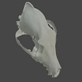 Highly Detailed Animal Skull Model Display In Scientific Research Setting