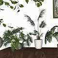 Decorative Potted Houseplants In White Terracotta Pots On Wooden Cabinet With Leafy Decor And Floor Lamp