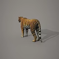 Realistic 3D Model of Reptile Featuring Detailed Scales and Lifelike Standing Posture