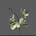 White Flowers With Blooms And Buds On Blue Background For Vase Arrangement