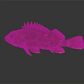 Red Spiny Fish With Scaly Body And Shiny Fins On Gray Background
