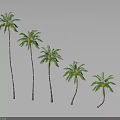 Five Palm Trees with Different Heights Standing in a Row Against Gray Backdrop