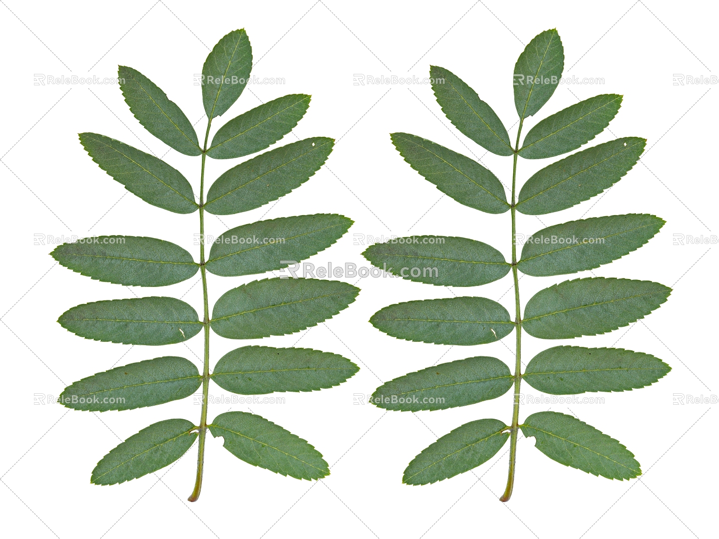 Modern plant leaves 3d model