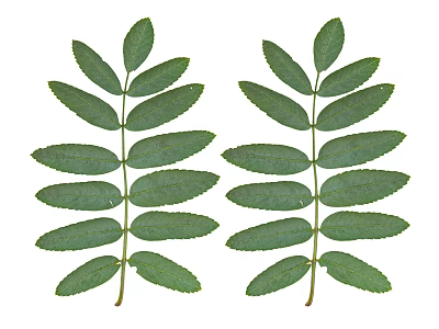 Green Compound Leaves With Symmetrically Arranged Fresh Leaflets On White Background 3d model