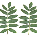 Green Compound Leaves With Symmetrically Arranged Fresh Leaflets On White Background