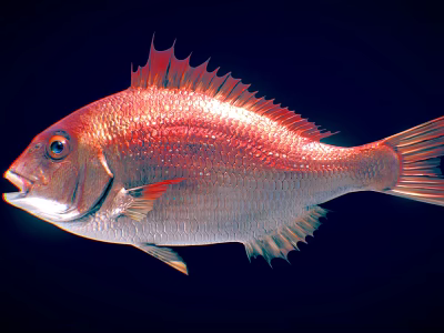 Vibrant Red And Silver Aquatic Fish With Shiny Scales And Spiny Fins Underwater 3d model
