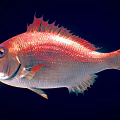 Vibrant Red And Silver Aquatic Fish With Shiny Scales And Spiny Fins Underwater