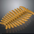 Light Brown Starfish With Curved Arms On Dark Background Showing Natural Shape And Texture