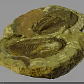 Prehistoric Trilobite Fossil Well Preserved with Detailed Features in Ancient Stone Slab