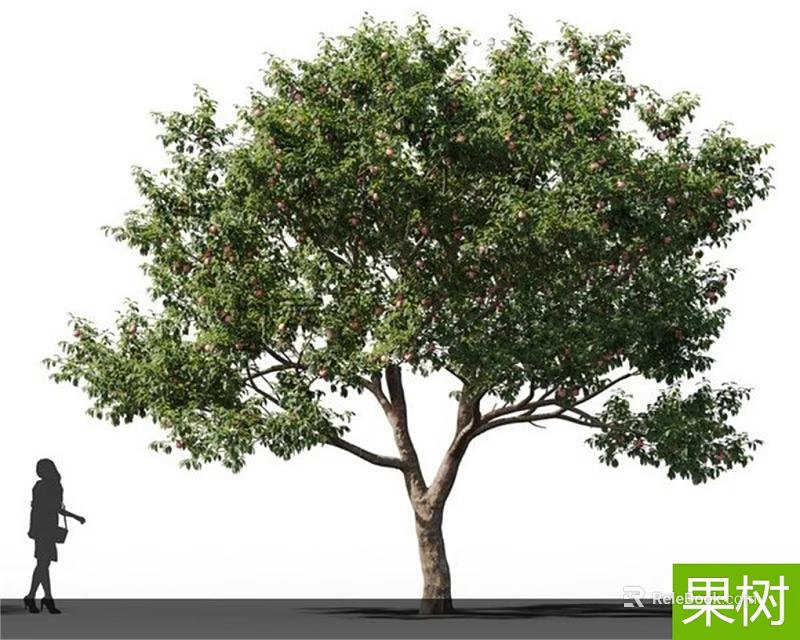 Fruit Tree With Lush Green Foliage And Fruits Beside Human Silhouette 3d model 