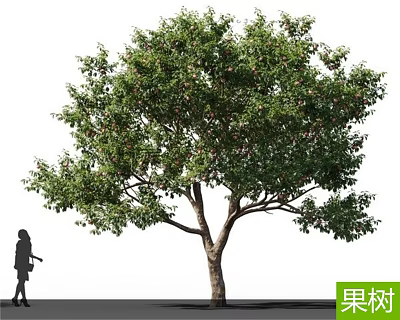 Fruit Tree With Lush Green Foliage And Fruits Beside Human Silhouette 3d model