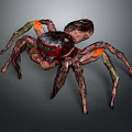 Realistic Spider With Brown Body Red Black Head And Green Orange Legs