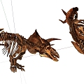 Modern skeleton dinosaur Triceratops skeleton 3d model