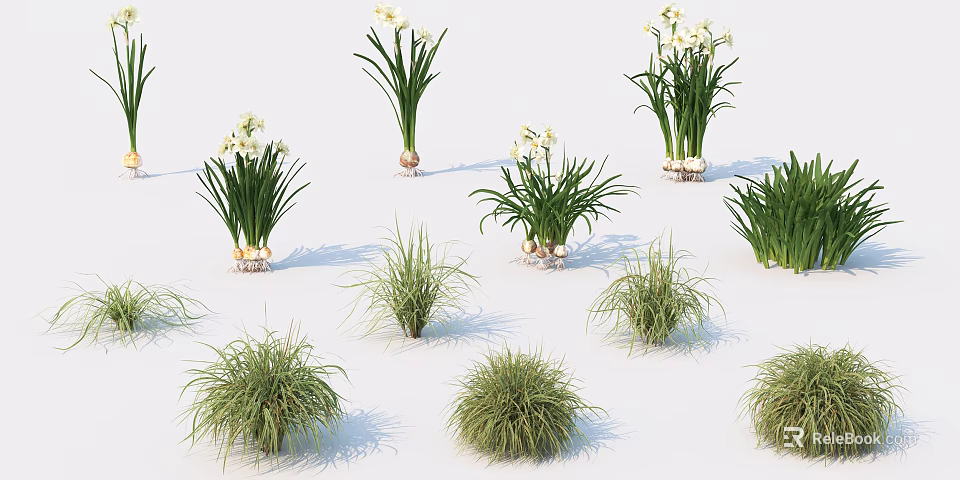 Daffodils and Grass Plants in Pots and Bulb Forms on White Background 3d model