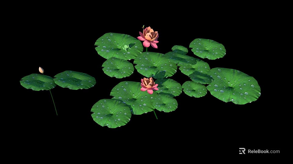 Beautiful Pink Lotus Flowers With Green Leaves And Water Droplets On Black Background 3d model 