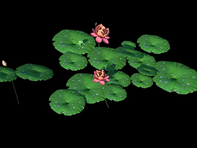 Beautiful Pink Lotus Flowers With Green Leaves And Water Droplets On Black Background 3d model